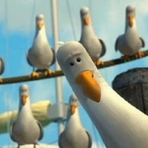 Create meme: bird, seagull, finding nemo