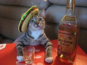 Создать мем: пьющий кот, кот алкоголик, кот с алкоголем