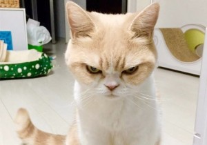 Создать мем: злой кот, осуждающий котик, недовольный кот
