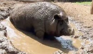 Create meme: pig in the mud, the pig is lying in the mud, dirty pig