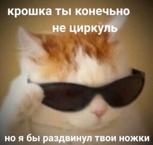 Создать мем: мемы с котами, мем кот в очках, кот