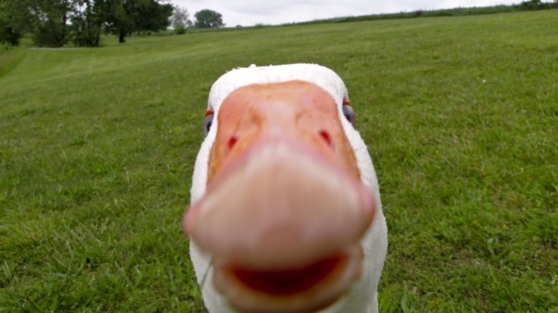 Create meme: memes Gus, meme goose , goose 