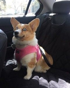 Create meme: Corgi