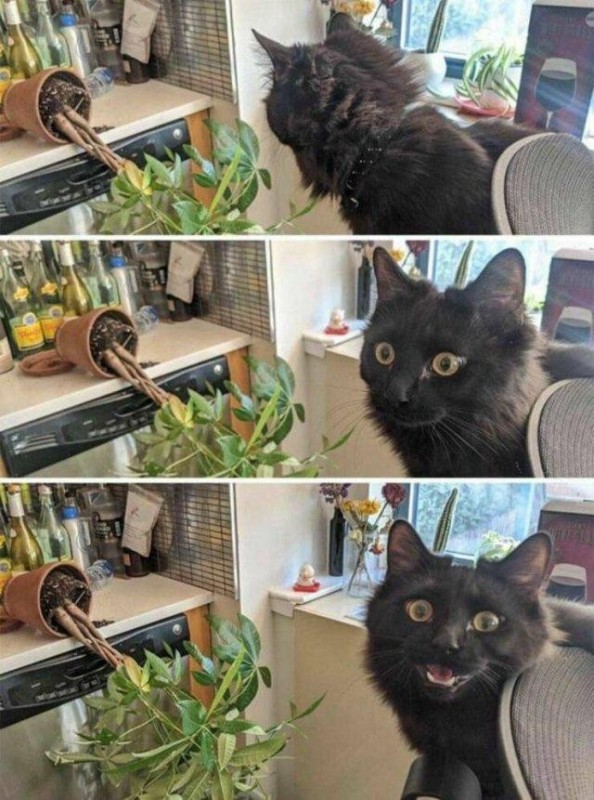 Создать мем: котик, черный кот, животные котики