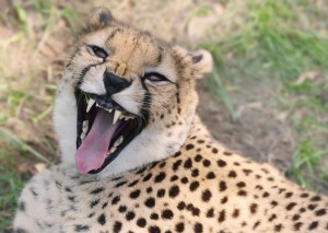 Create meme: Cheetah face, Cheetah