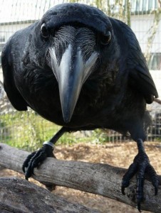 Create meme: Raven funny, a large Raven, Raven black