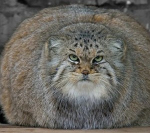 Create meme: cat manul, manul cat, manul