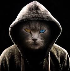 Создать мем: undercover cat, facebook, человек