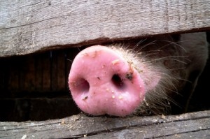 Создать мем: нос свиньи, иванка трамп, не суй свой нос куда не просят