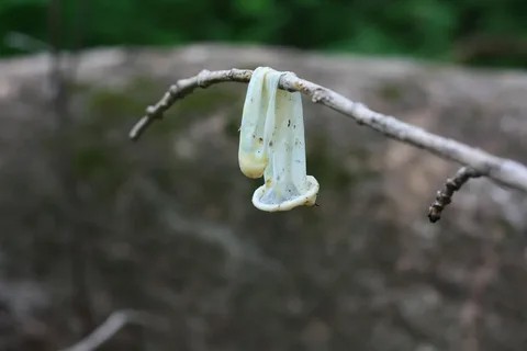 Create meme: a used condom, Podyelniki common, common podelnik monotropa hypopitys