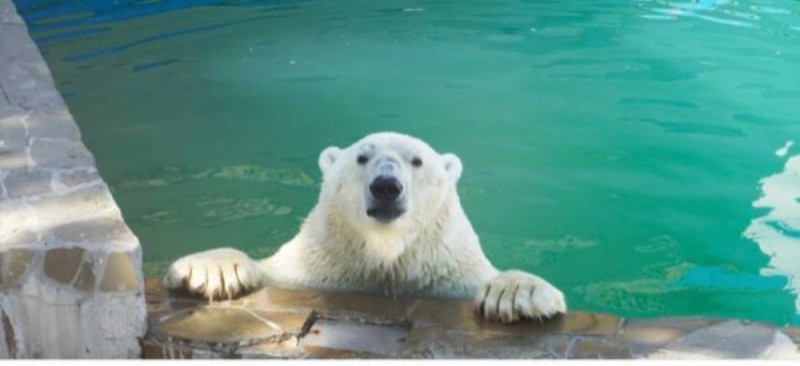 Create meme: polar bear , polar bear in the Moscow zoo, Penza zoo polar bear