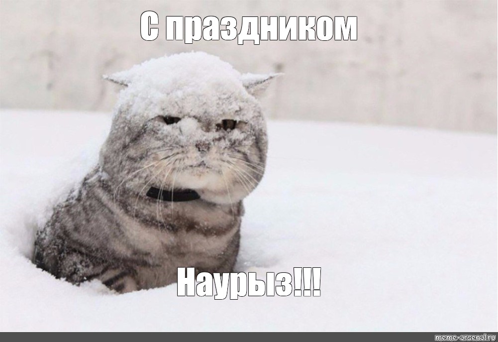 Meme: "С праздником Наурыз!!!", , the first snow,cat in snow meme,cat in the ...