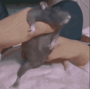 Create meme: rodents, animals cute, rats