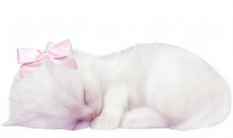 Create meme: cats are white, a kitten lying in a ball on a white background, cat 