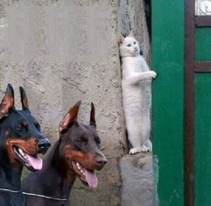 Create meme: cat hiding from dog, funny animals, Doberman and cat