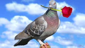 Create meme: pigeons pictures, beautiful pictures of doves, pigeon Bob