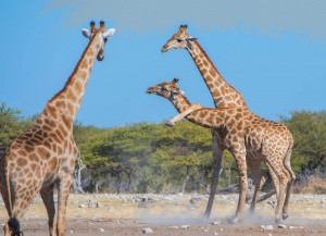 Создать мем: уссурийский жираф, западноафриканский жираф, жираф настоящий