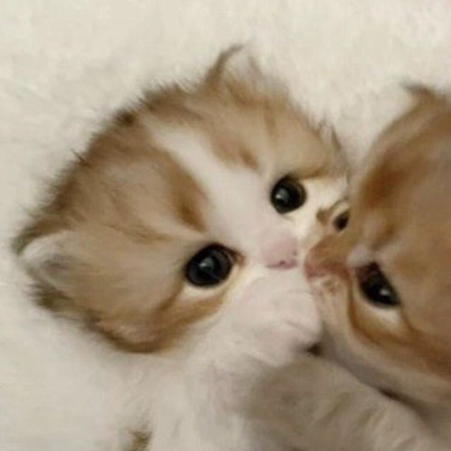 Create meme: a pair of seals , adorable kittens, seals couple