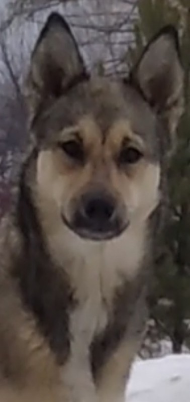 Create meme: dog , the West Siberian Laika, the dog Laika 