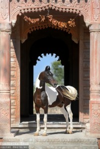 Создать мем: жеребец, akhal teke, friesian horse