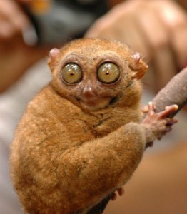Create meme: funny animals, the most cute and funny animals, tarsiers