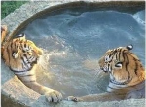 Создать мем: сафари парк краснодар тигр, живые животные, московский зоопарк тигр