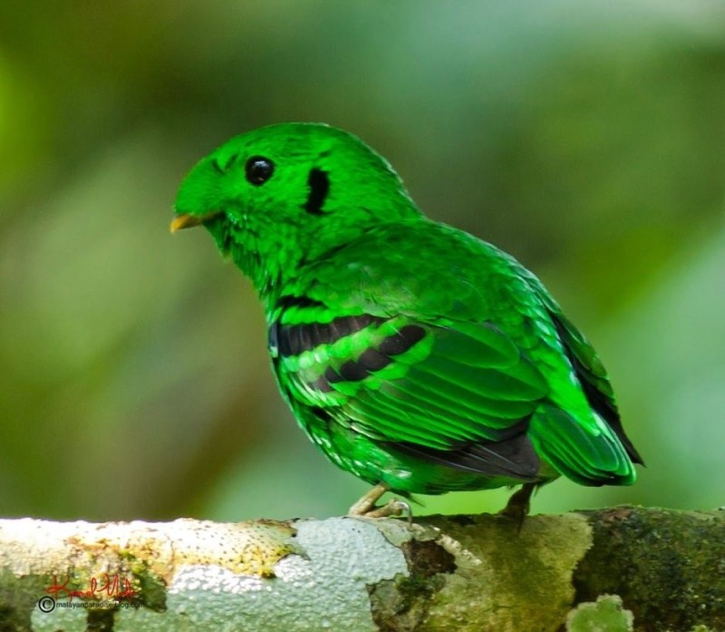 Создать мем: птица с зеленым оперением, маленькая зеленая птичка, зеленая птица