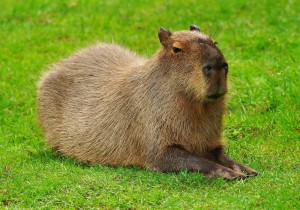 Create meme: the capybara, rodent capybara
