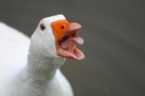 Create meme: angry, goose, duck