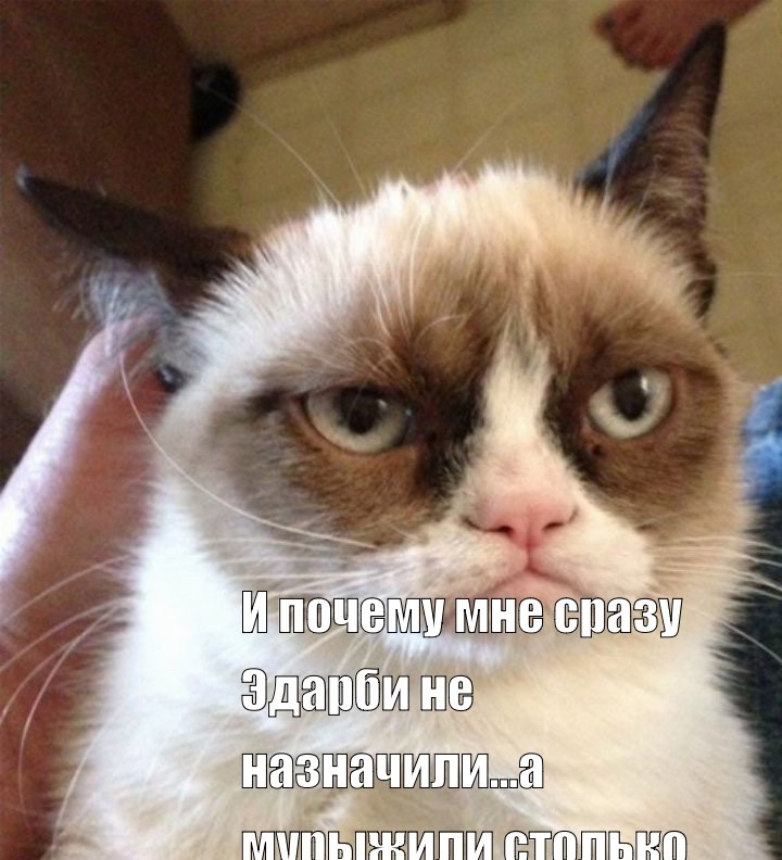 Создать мем: самый грустный кот, грустный кот день рождения мем, угрюмый кот