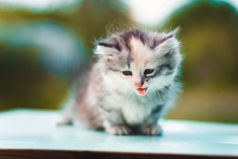 Создать мем: котики маленькие, очаровательные котята, милые котики