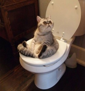 Создать мем: смешные коты на  унмтазе фото, туалет для кошек на унитаз, картинка кот на унитазе