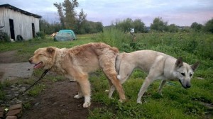 Create meme: dog Central Asian shepherd, Central Asian shepherd dog