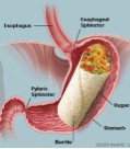 Создать мем: pyloric sphincter, нижний пищеводный сфинктер, lower esophageal sphincter