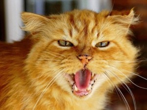 Create meme: rabid cats, red cat serious, red cat