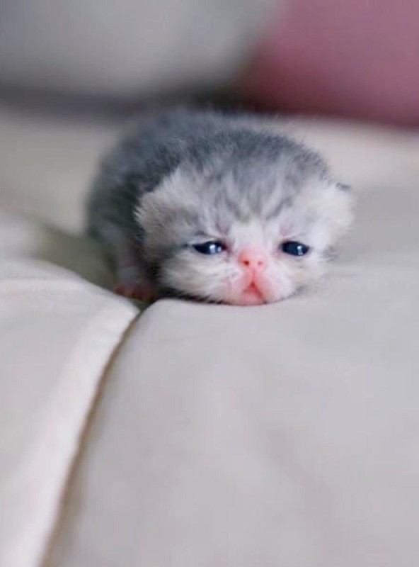 Create meme: cute kittens, little kittens, cute little cats