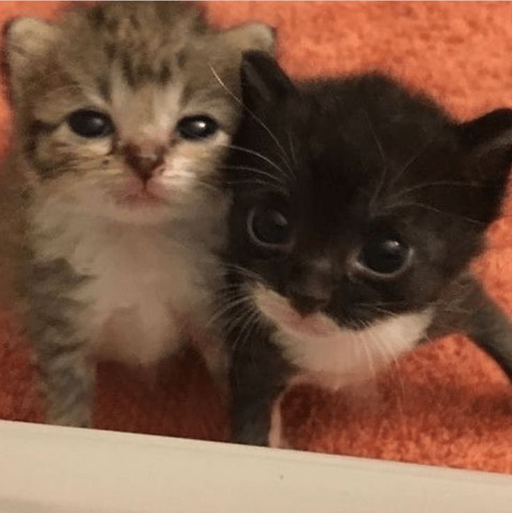 Create meme: kitties , cute cats , cute kittens