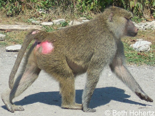 Create meme: butt monkey, female baboon, monkey with red ass