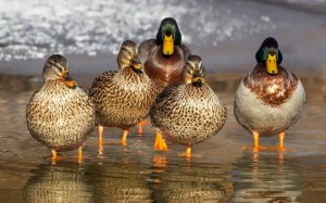 Create meme: Mallard duck, duck, Mallard