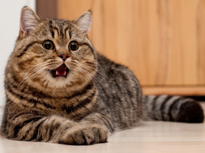 Создать мем: котик, кот писос, британская кошка короткошерстная полосатая