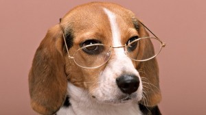 Создать мем: beagle dog, собачка в очках, собачка в очках картинки