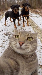 Создать мем: коты, селфи кота мэнни, кот селфи зима