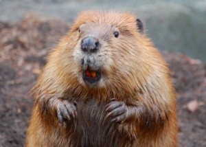 Create meme: Beaver