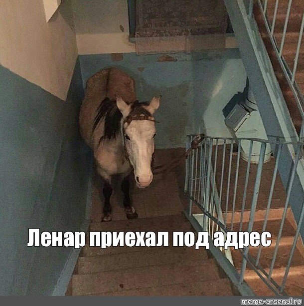 Мужик привел коня в квартиру. Лошадь в подъезде. Корова в падике. Корова в подъезде. Конь в подъезде почему.