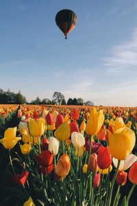 Создать мем: пейзаж с тюльпанами, поле тюльпанов воздушный шар, голландские тюльпаны