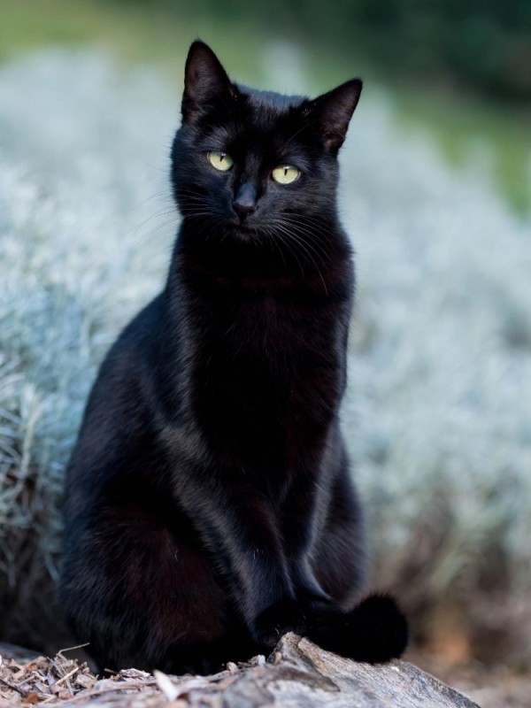 Create meme: black cat , black cat , The black cat is beautiful