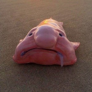 Создать мем: рыба, blobfish рыба, блоб рыба