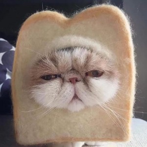 Создать мем: няшные котики, милые котики, котик в хлебушке