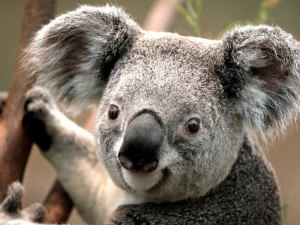 Создать мем: животные, коала улыбается, koala