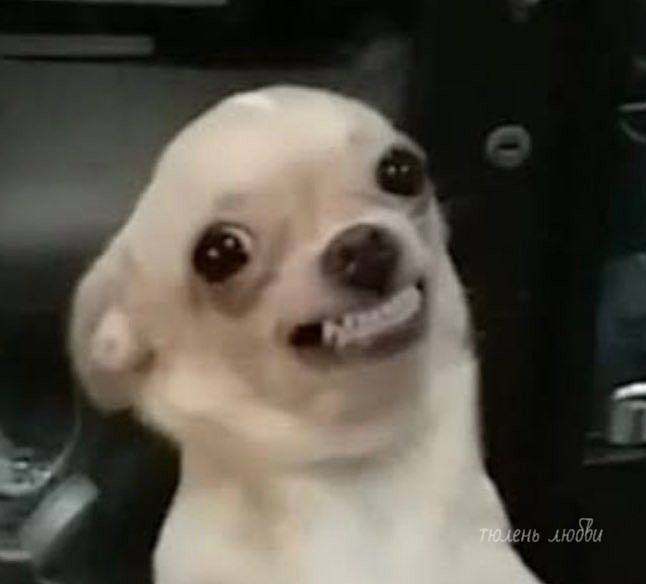 Create meme: Chihuahua meme, chihuahua toothless meme, A scared chihuahua